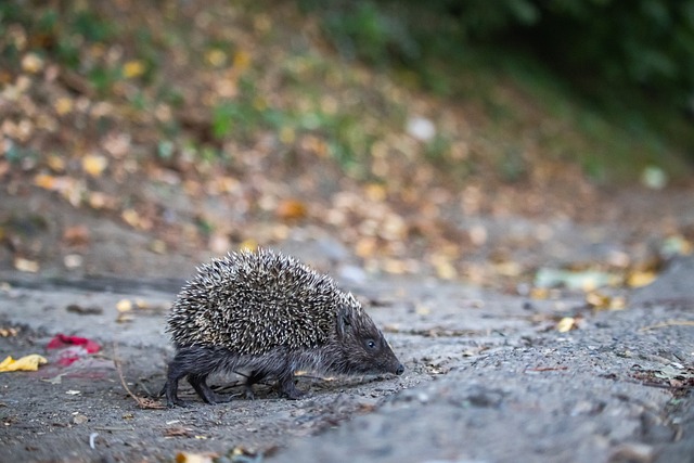 的晋级之路 的晋级之路