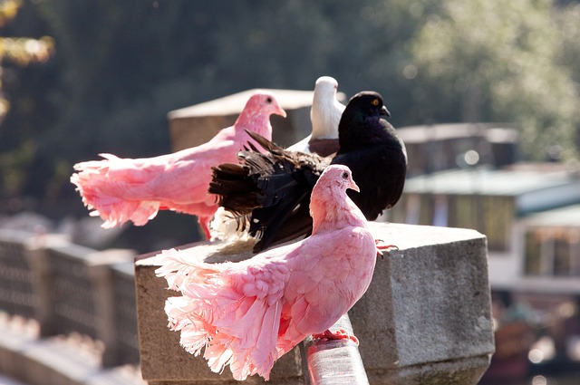 我们看到篮 我们看到篮